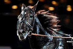  Årets häst - Nuncio  Foto: Kanal 75
